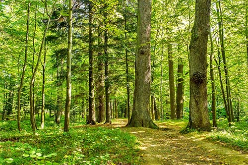 CANUE | Environment + Health: Data 101 Seminar Series: May 21st | 2021 | 10am pacific | 1pm easternforest trees. nature green wood backgrounds Sunny Day