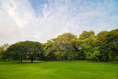 CANUE | CIHR OPERATING GRANT FOR CANUE DATA: WEBINAR AUGUST 17 | 2018Green grass meadow field on public central park with tree cloud