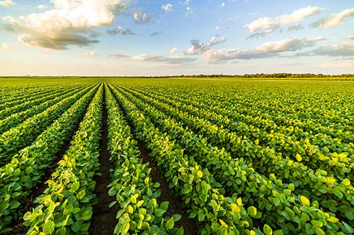 CANUE | Environments and Health Signature Initiative Webinar: Agri-Food, the Food-Water Nexus and Health | April 5, 2023 | 1:00 - 2:30 p.m. (ET)Green ripening soybean field, agricultural landscape