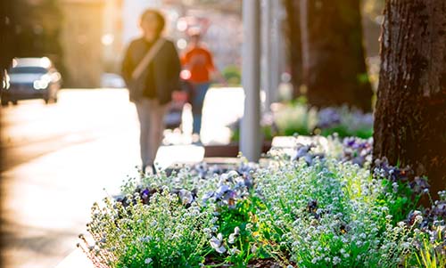 CANUE | Developing Apps for Population Health Research | APRIL 17 | 2019Spring flowers beside the street in the city on blurred people w